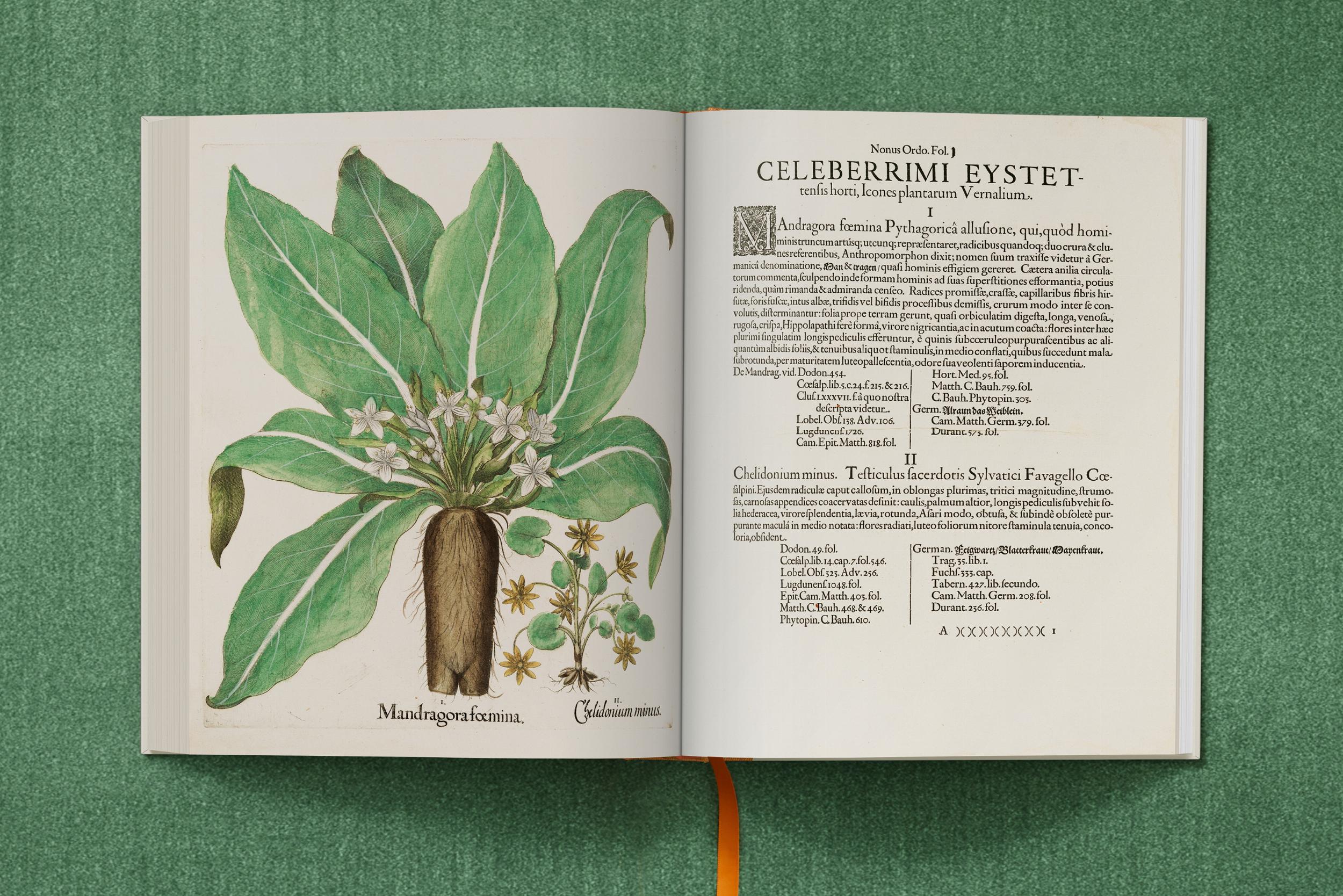 Basilius Besler. The Garden at Eichstätt – Plastic Books